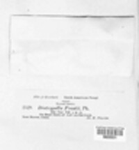 Diatrypella frostii image